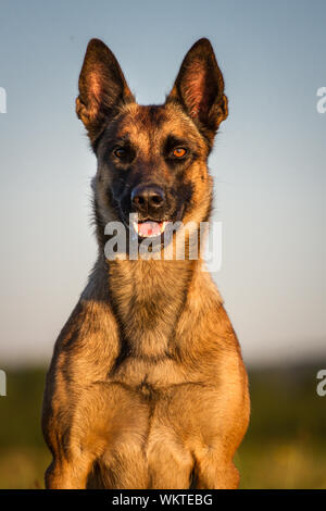 Portrait d'un chien Malinois belge, au coucher du soleil Banque D'Images