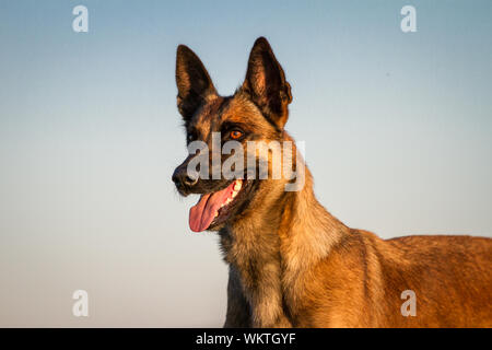 Portrait d'un chien Malinois belge, au coucher du soleil Banque D'Images