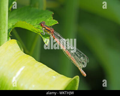 Grande Libellule Pyrrhosoma nymphula (rouge) perché sur le feuillage dans sunshine dans le Gloucestershire, Angleterre, RU Banque D'Images