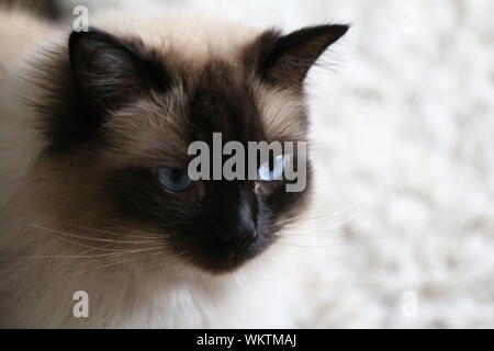 Chat Ragdoll Head Shot Banque D'Images