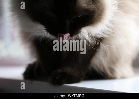Temps de nettoyage Ragdoll Banque D'Images