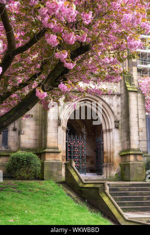 La Cathédrale de Manchester et blossom tree in spring Banque D'Images