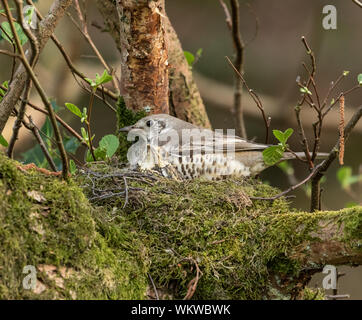 Un adulte mistle thrush famille sur un nid. Banque D'Images