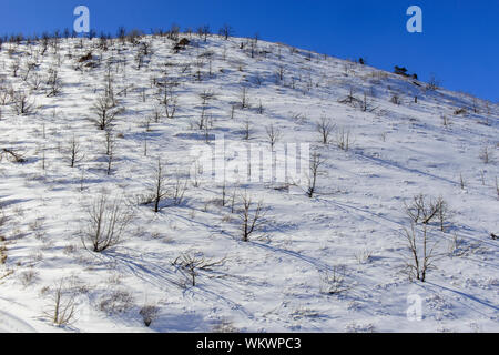 Arbres brûlés en hiver sur les pentes des Montagnes La Sal, Manti La Sal National Forest, Utah, USA Banque D'Images