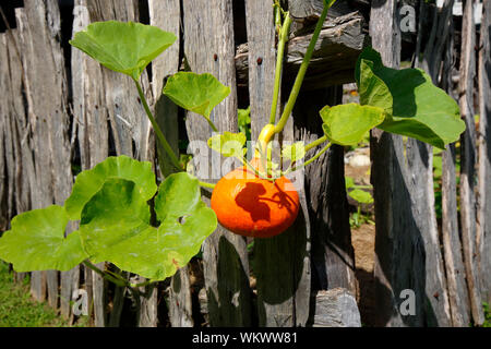 Citrouille, courge d'hiver orange, Cucurbita pepo pousse d'une vigne accrochée à une clôture rustique en bois Banque D'Images