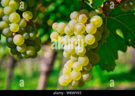 Vigne avec raisins blancs fermer jusqu'au soleil Banque D'Images
