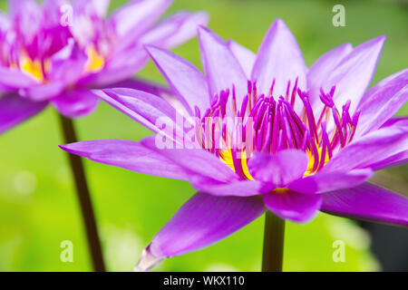 Fleur de lotus rose sur l'eau Banque D'Images