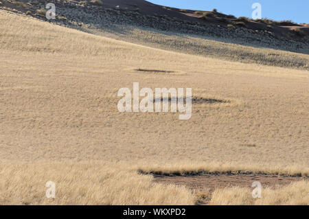 Les cercles de fées près de Sesriem sur la route de Sossusvlei, Namibie Banque D'Images