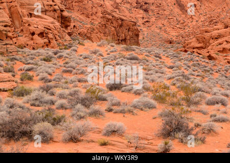 Les arbustes du désert, la Vallée de Feu State Park, Nevada, USA Banque D'Images