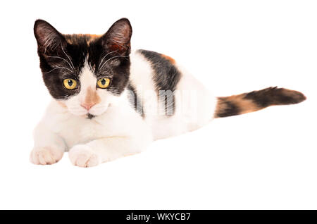 Cute chat calico portant sur un fond blanc, regardant la caméra Banque D'Images