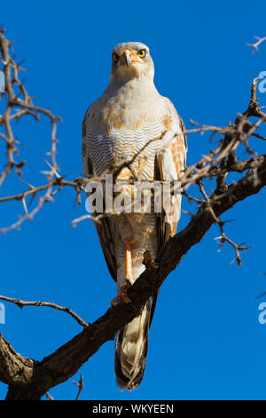 Un Autour des palombes dans les cimes du Kgalagadi Transfrontier Park, Afrique du Sud Banque D'Images