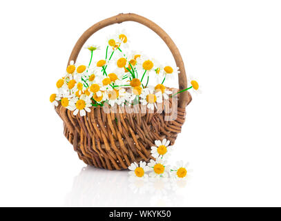 Belles fleurs de camomille dans panier, isolated on white Banque D'Images