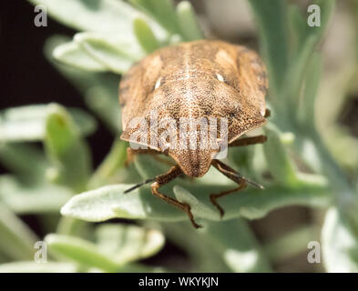 Tortue de macro shot Shield Bug. Banque D'Images