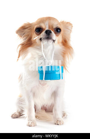 Chiot chihuahua et don in front of white background Banque D'Images