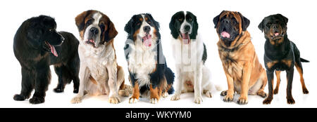 Le chien géant in front of white background Banque D'Images