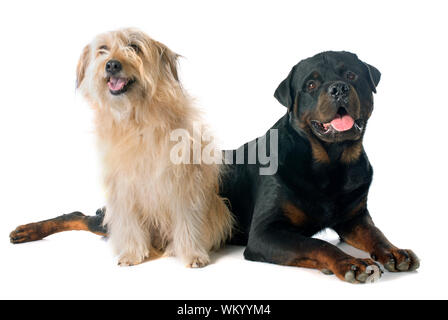 Rottweiler et Berger des Pyrénées in front of white background Banque D'Images