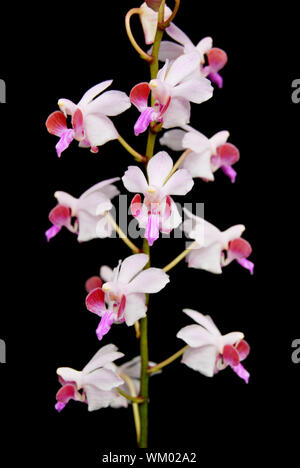 Rose belle orchidée terrestre, Doritis pulcherrima, isolé sur un fond noir Banque D'Images