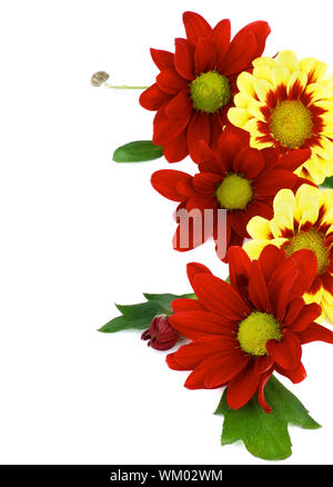 Châssis de Daisy rouge et jaune chrysanthème (Chrysantheme) avec des feuilles et bourgeons isolé sur fond blanc Banque D'Images