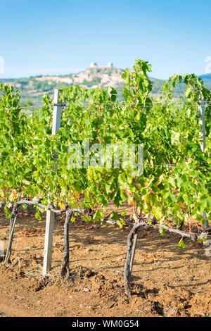 Vignes près de Montemassi en Toscane, Italie à l'automne sur une journée ensoleillée Banque D'Images