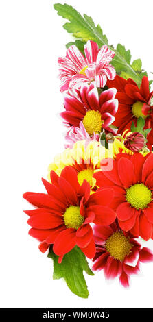 Cadre du chrysanthème (Daisy colorés Chrysantheme) avec des feuilles et bourgeons isolé sur fond blanc Banque D'Images