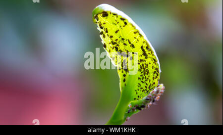 Troupeau de pucerons (aphidoidea) exploitées par les fourmis noires (Lasius niger) sur la face inférieure d'une feuille verte Banque D'Images