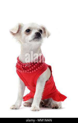 Chihuahua pure race habillé in front of white background Banque D'Images