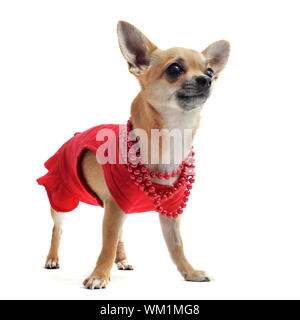 Chihuahua pure race habillé in front of white background Banque D'Images