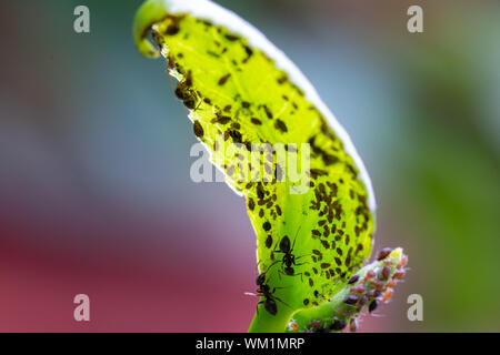 Troupeau de pucerons (aphidoidea) exploitées par les fourmis noires (Lasius niger) sur la face inférieure d'une feuille verte Banque D'Images