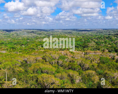 Vue aérienne des forêts tropicales, jungle de Praia do Forte, le Brésil. Vue aérienne détaillée d'une forêt luxuriante à l'appui de fougères et de palmiers. Banque D'Images
