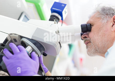 Scientifique en chef Senior microscoping dans le laboratoire de recherche en sciences de la vie ( diagnostics, biochimie, pharmacie, la génétique, la médecine légale, de la microbiologie, Banque D'Images