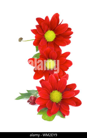 Trois Marguerite rouge chrysanthème (Chrysantheme) avec feuilles et bourgeons dans une ligne isolé sur fond blanc Banque D'Images