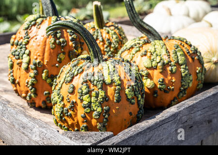 Citrouille cahoteuse sur l'affichage à farmer's market prêt pour l'automne des fêtes. Banque D'Images