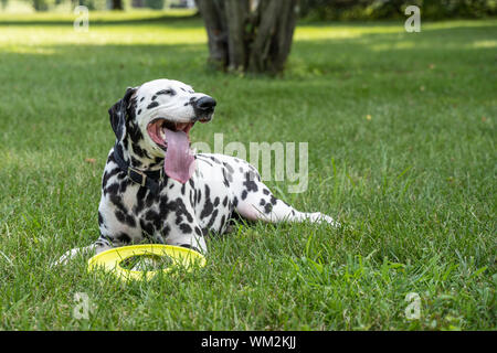 Mignon chien dalmatien prend une pause après avoir joué sur bel après-midi d'été. Banque D'Images