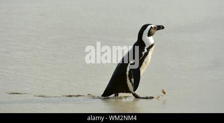 Quelques pays africains (Spheniscus demersus) à la plage. L'Afrique du Sud Banque D'Images