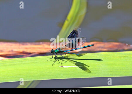 Une libellule amerrit sur une feuille d'un étang dans un jardin anglais. Celui-ci est un mâle bagué Agrion (Agridae - Calopteryx splendens). Banque D'Images