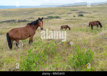 Chevaux sauvages sur l'île de Pâques Banque D'Images