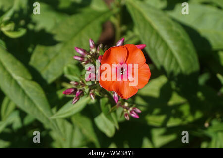 'Fire Dragon' Sun Rose (Helianthemum) - également connu sous le nom rock rose, rose, rush ou le givre, lutte contre les mauvaises herbes est une plante de la famille des Cistacées. Banque D'Images