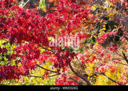 Succursales / filiale d'Acer palmatum rouge en automne Banque D'Images