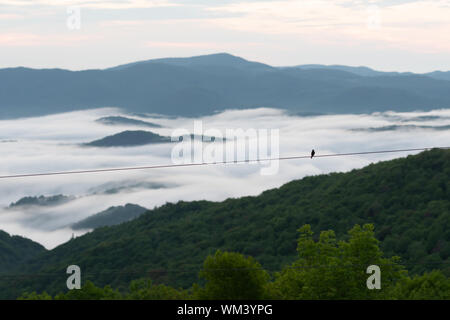 Sur le fil d'oiseaux avec passages nuageux dans la vallée Smokies Banque D'Images