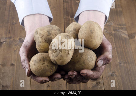 Des pommes de terre biologiques sale sont tenues en mains Banque D'Images