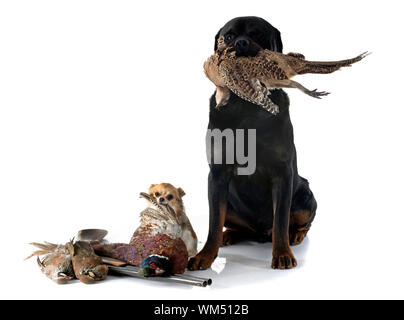 Les chiens de chasse in front of white background Banque D'Images