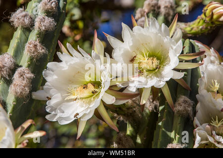 Une fois par année sur fleurs night blooming cerius Banque D'Images