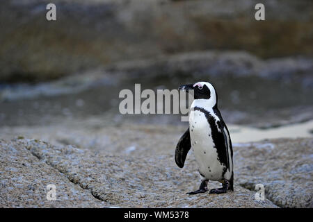 Quelques pingouins africains (Spheniscus demersus) rochers à la colonie. ( Jackass penguin et putois penguin) Banque D'Images