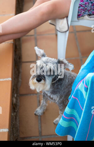 Schnauzer nain gris assis dans un sol carrelé à côté de son propriétaire Banque D'Images