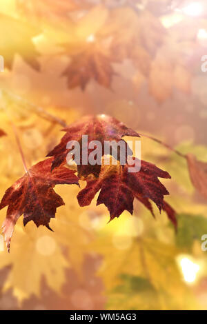 Feuilles d'érable de flou artistique dans le soleil d'automne lumières avec copie espace. L'extrême profondeur de champ. Banque D'Images