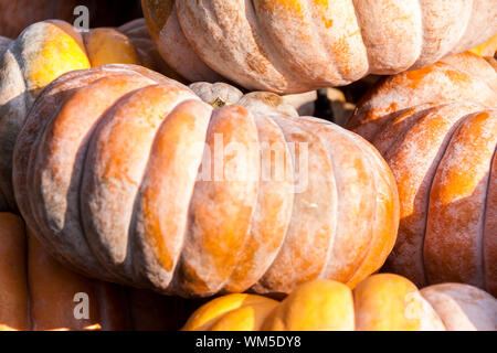 Muscade de Provence de citrouilles citrouille cucurbita chasse d'automne sur un marché Banque D'Images