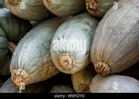 Banane banane bleu gris citrouille cucurbita automne citrouilles des h Banque D'Images