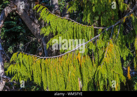 Cyprès de Nootka, Chamaecyparis nootkatensis, alias Alaska cèdre jaune, au lever du soleil dans la zone du parc national de Mount Rainier, Washington State, USA Banque D'Images