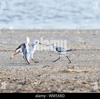 Deux combats le Bécasseau sanderling (Calidris alba) Banque D'Images