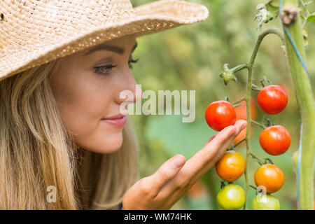 Belle blonde à la recherche de plante de tomate à la maison dans le jardin Banque D'Images